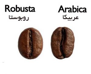 عرضه قهوه سبز عربیکا 