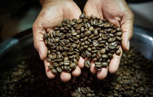 خواص و مشخصات دانه قهوه کنیا