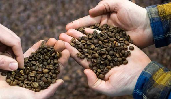 تولید کننده قهوه کلاسیک مرغوب