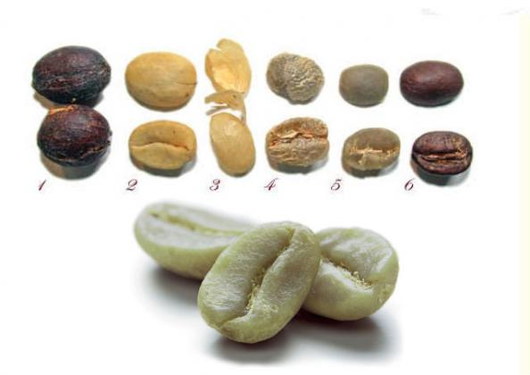 اشکال مختلف دانه های قهوه موجود در بازار